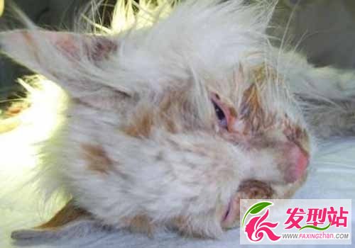 廣東大學(xué)生虐貓拍80秒視頻用熱鐵燙貓下體 2人個人資料照片被人肉