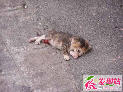 廣東大學(xué)生虐貓拍80秒視頻用熱鐵燙貓下體 2人個(gè)人資料照片被人肉