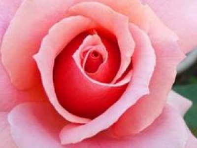 ֲl(f)Ę[Û [cr\ɺҕ